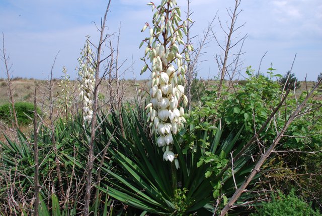 Yucca gloriosa